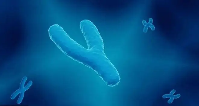 什么是染色体DNA基因？