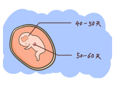 爱之晶：胚胎移植后胚芽和胎心多久可以检查出来？