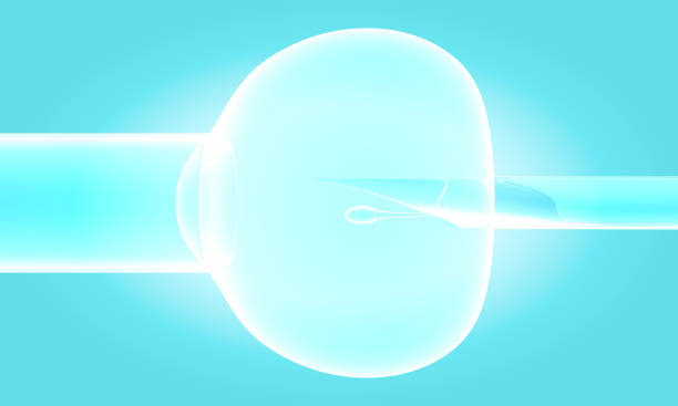 Hello IVF：三代试管婴儿的成功率主要看卵泡？